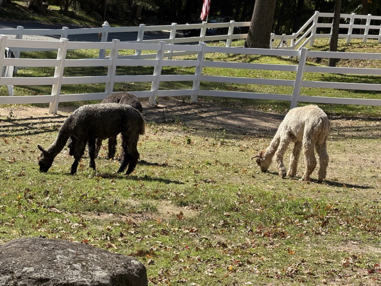 metropolitan farm