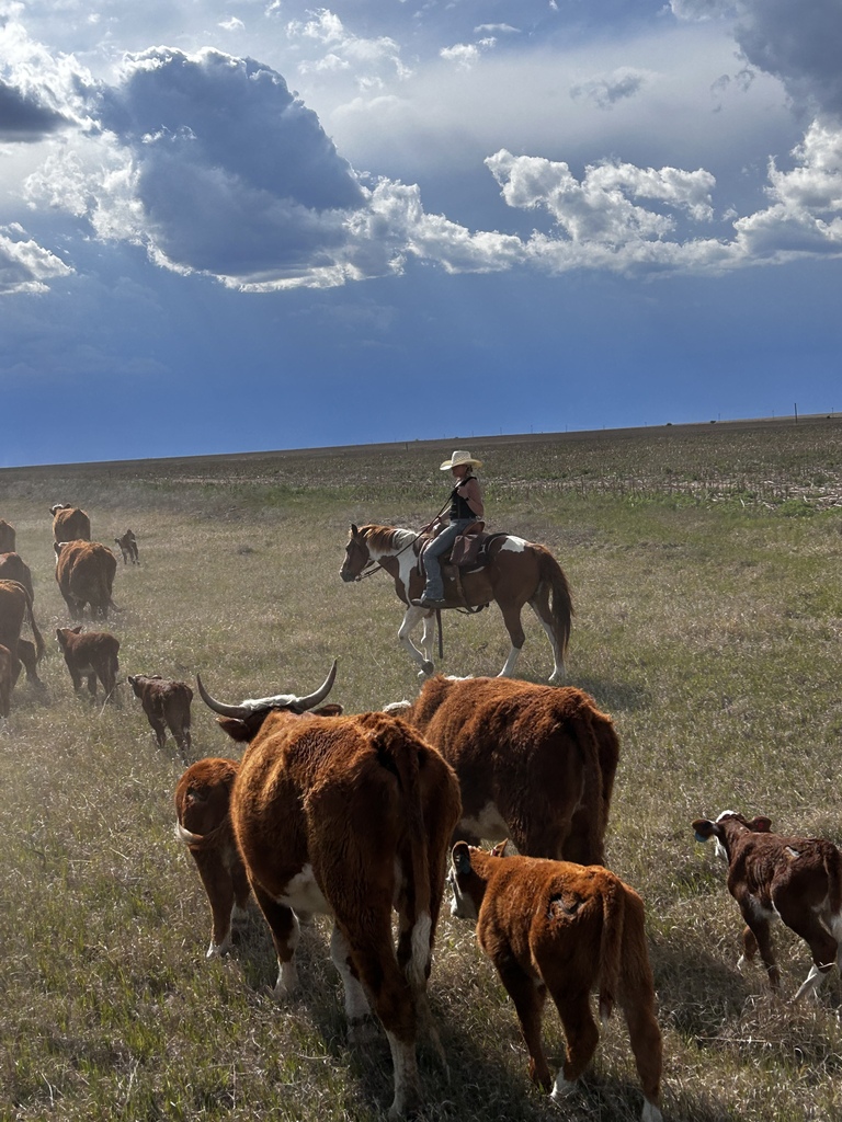 katie and cows