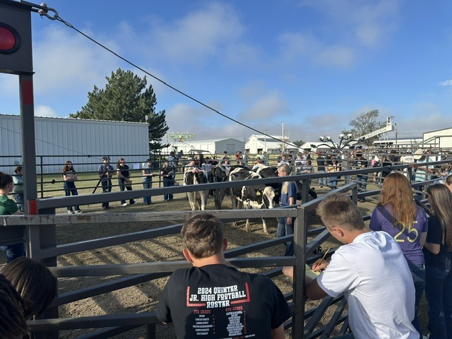 Cows