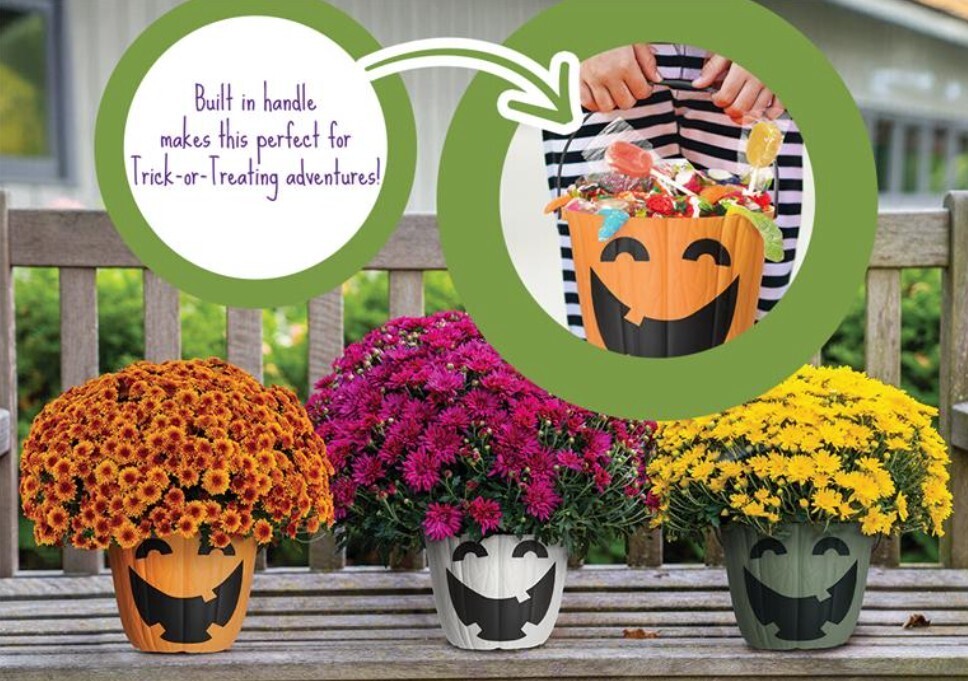 Mumkins with a candy filled bucket photos. Built in handle makes this perfect for Trick or treating adventures!