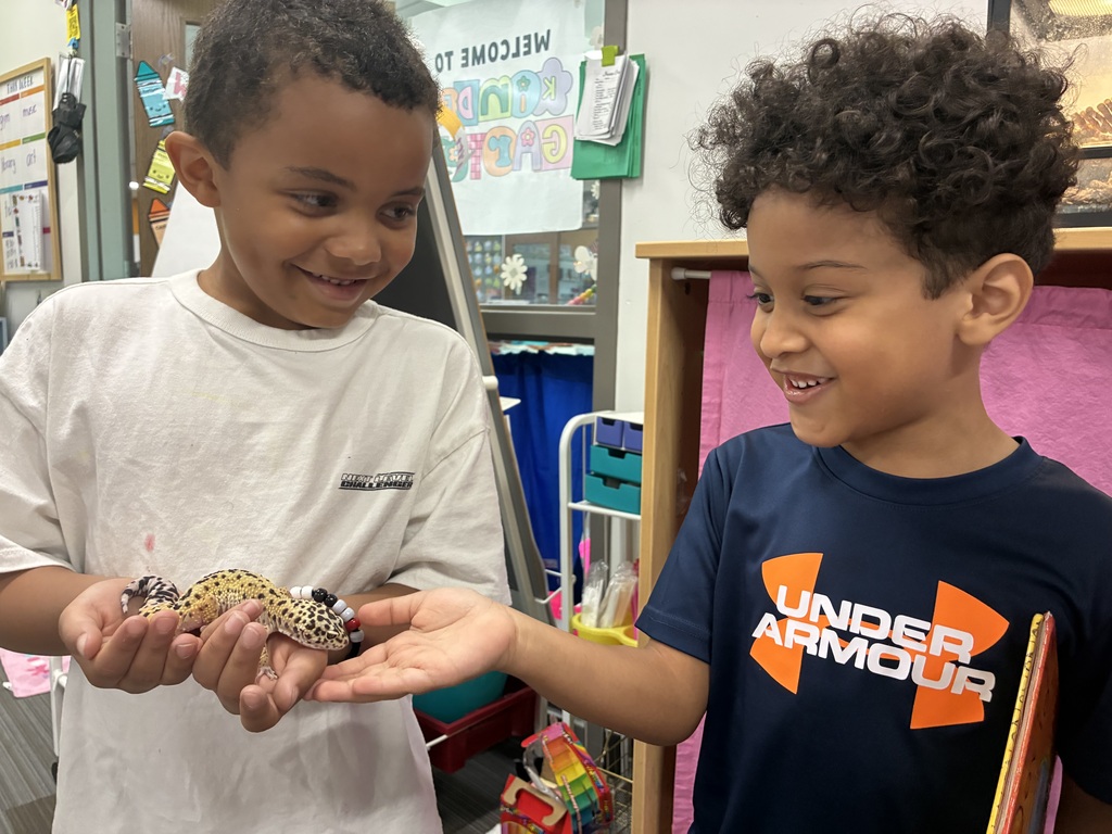 Meet Pickles the Gecko! 🦎 