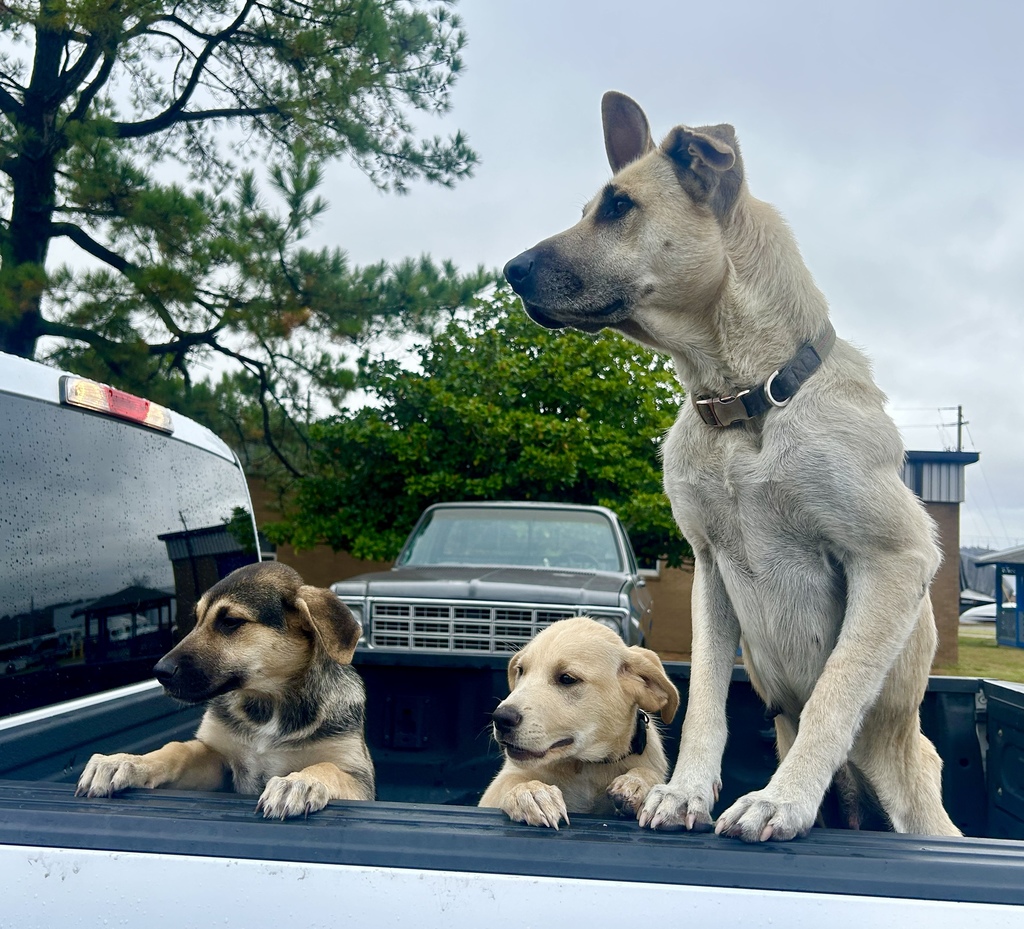 pet wellness expo 2024