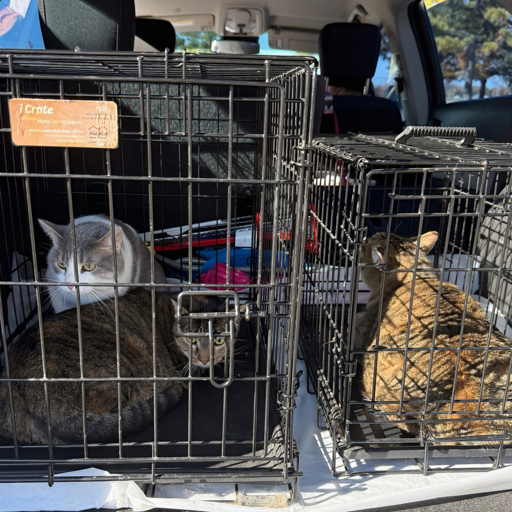 Pet Expo 2025 in NWTI's parking lot