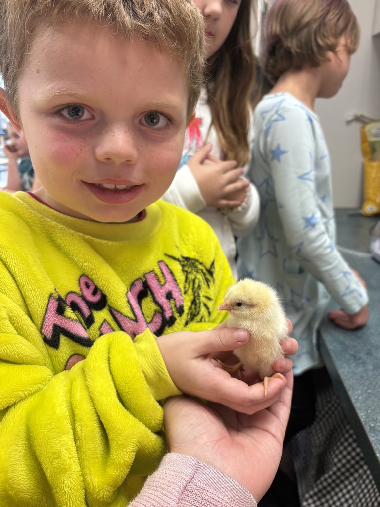 JT Chicks in the Classroom