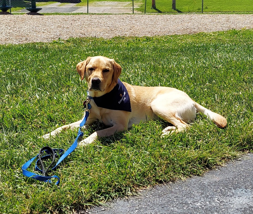 dog in grass