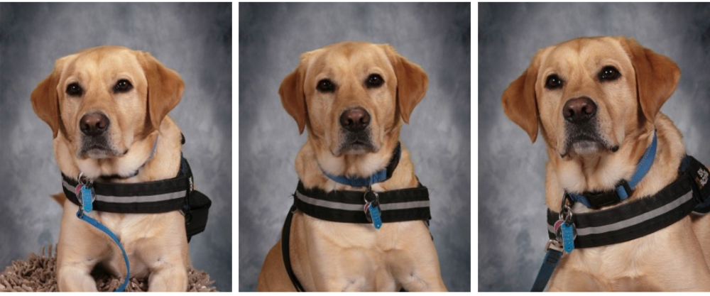 dog images