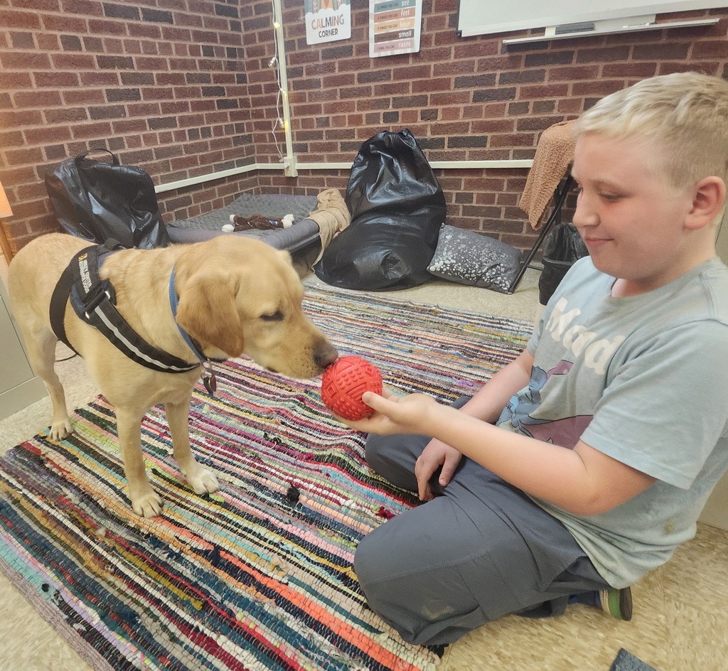 dog smelling ball