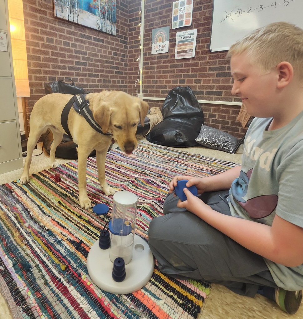 dog looking at a toy