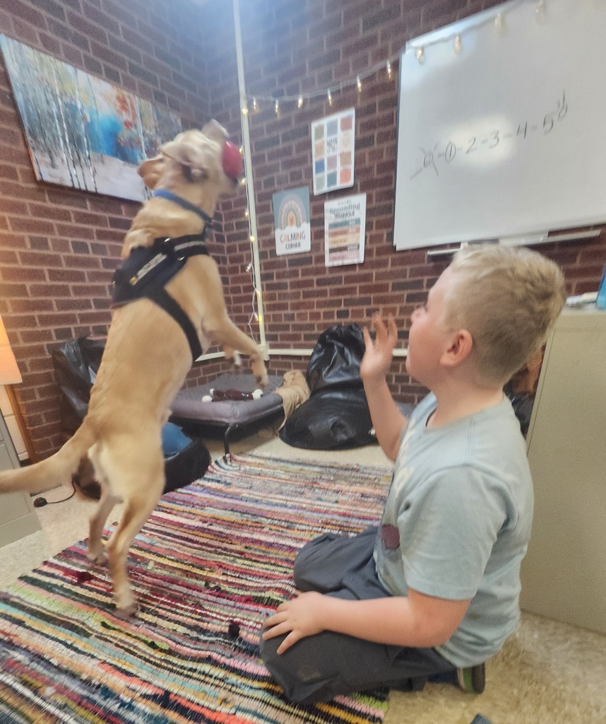 boy throwing ball to dog