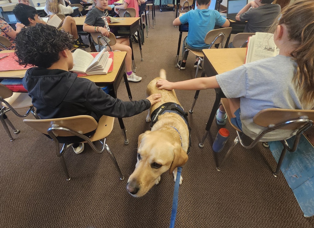 Dog walking through desks being petted by kids