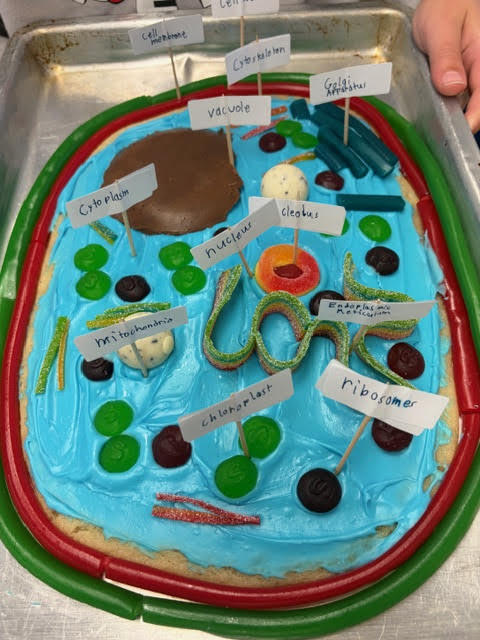 Mrs. Bergman's 6th grade  Science class - Edible cell model projects