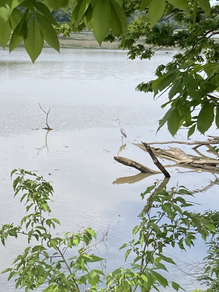 5th Grade students enjoyed a trip to Old Woman Creek where they got to explore science topics that they learned throughout the year.  During the trip, students explored a variety of habitats which included an abundant amount of producers and consumers.  A couple of highlights were a discovery of a snake and a fawn! It was a great day! 