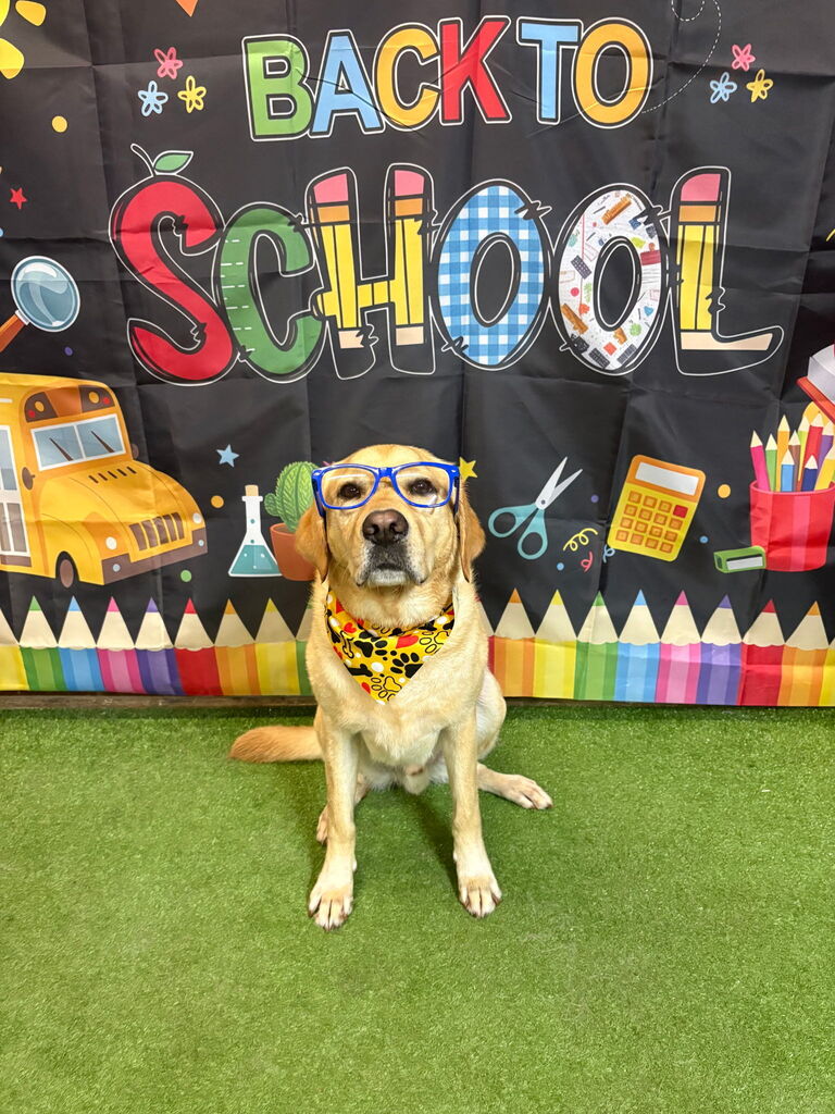 🎩🐾 Hats off to Tessa’s Dog Detailing! 🐾🎩 A HUGE thank you to @Tessa’s Dog Detailing for being so kind and generously donating her time and services to me! I am feeling fresh, fluffy, and ready to head back to school! 🐶✨ I can’t wait to see all of my amazing students and staff. I’ve missed you! ❤️🐾 — Kepler, School Facility Dog 🐾
