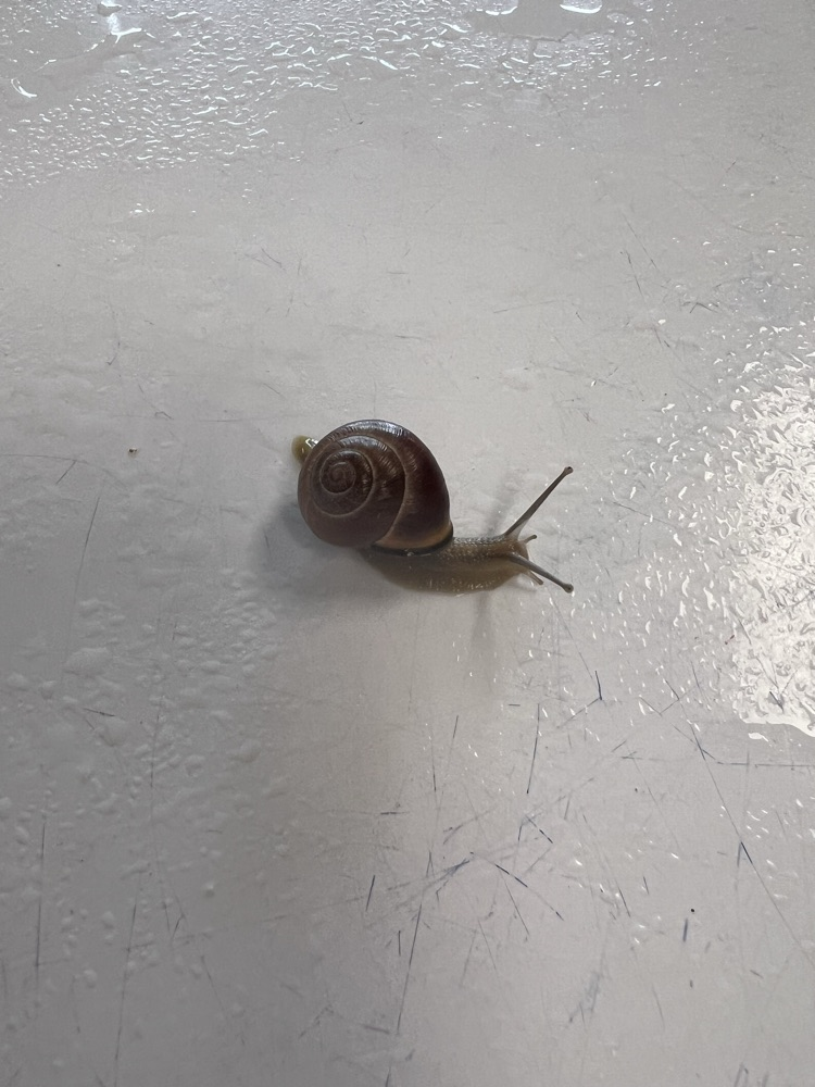 snails