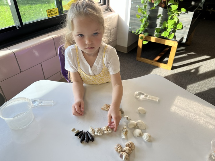 shells