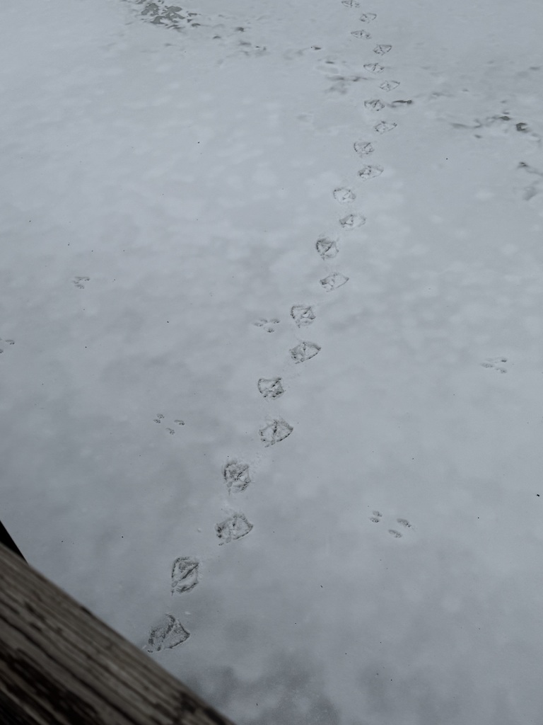 Goose tracks!