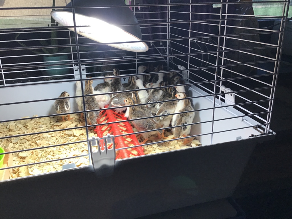 keets