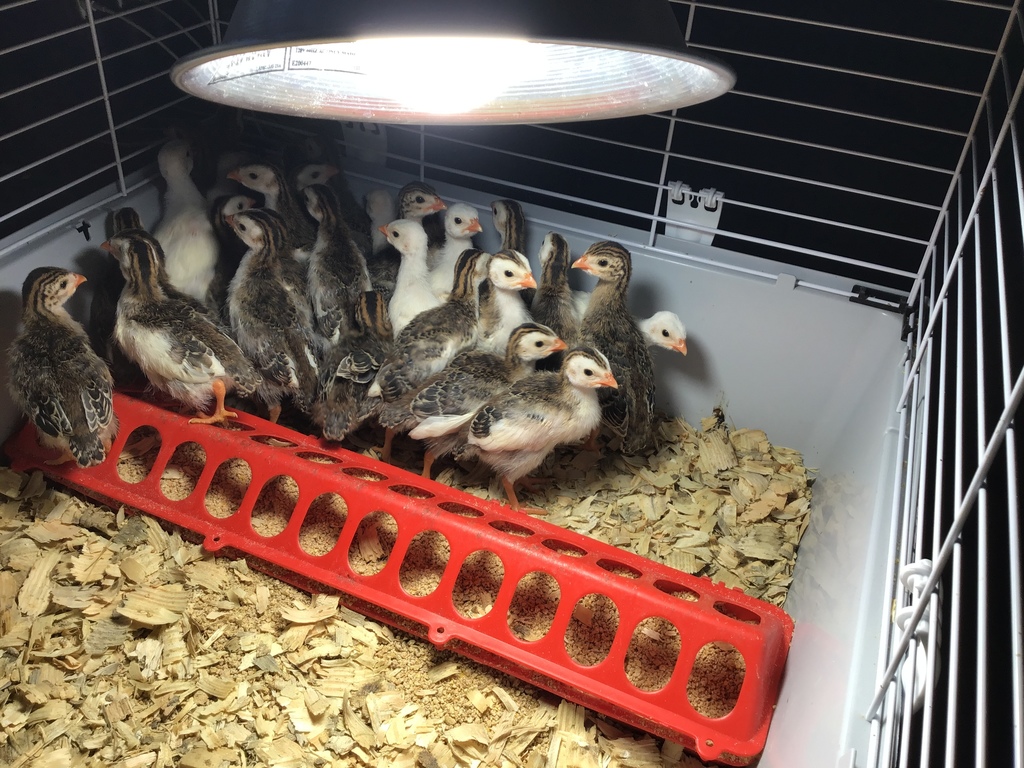 keets