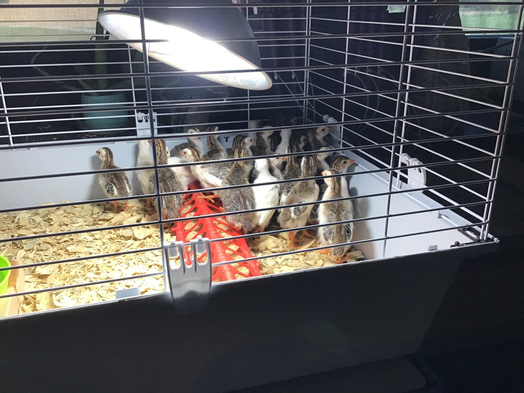 keets