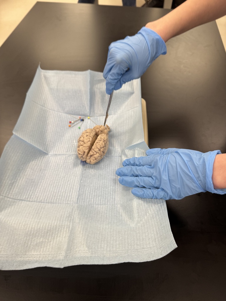 6th grade dissection 