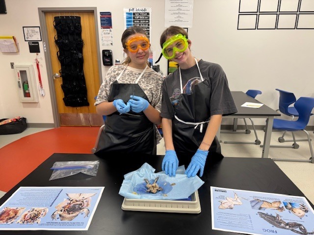 frog dissection