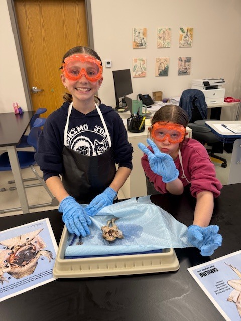 frog dissection