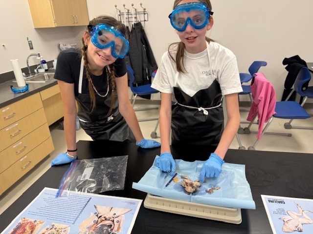 frog dissection