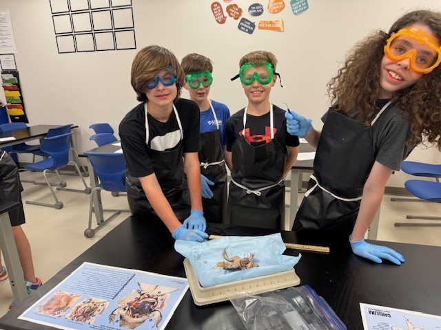 frog dissection
