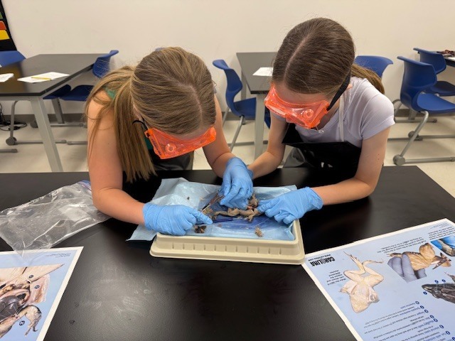 frog dissection