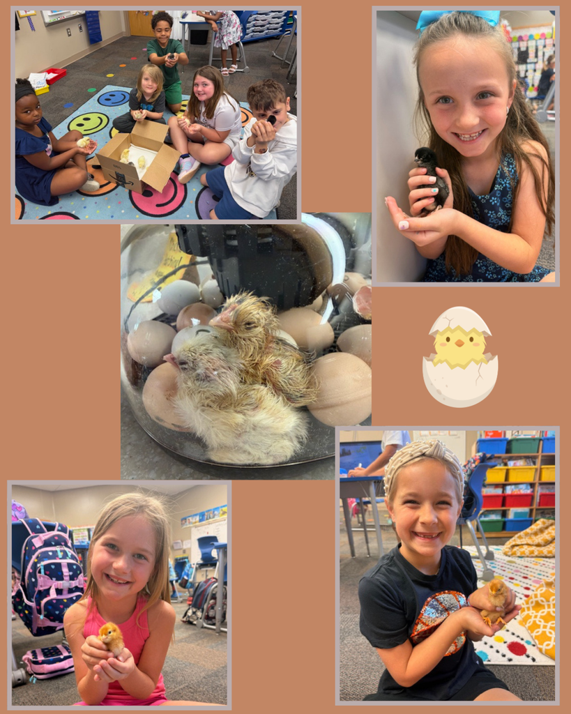 eggs hatching 1st grade