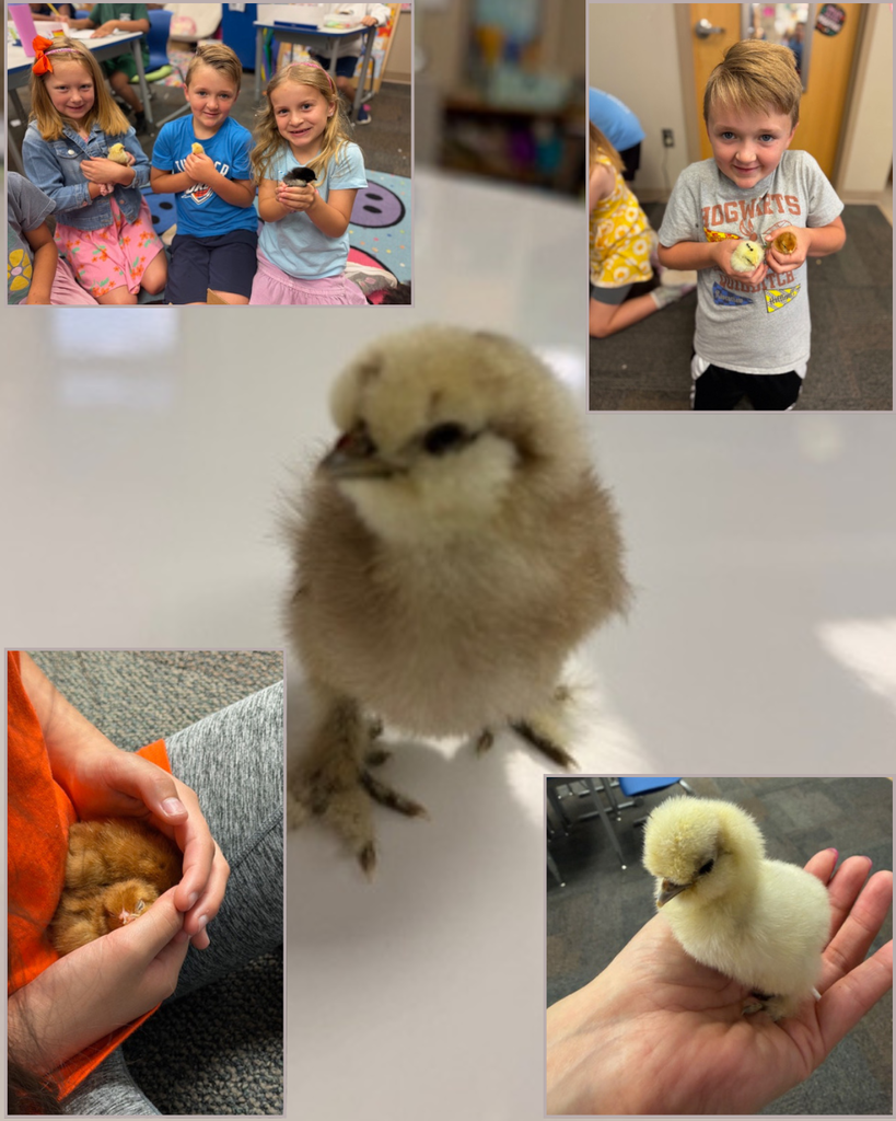 eggs hatching 1st grade