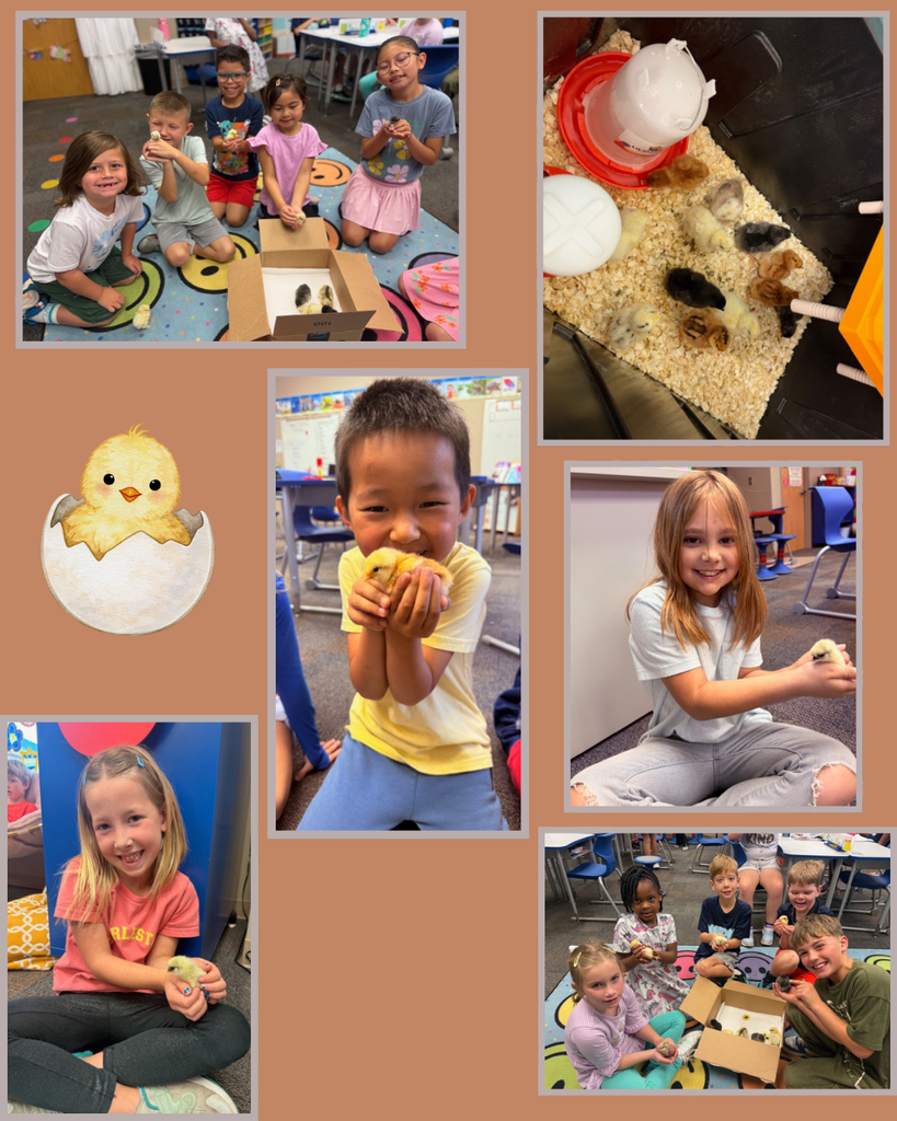 eggs hatching 1st grade