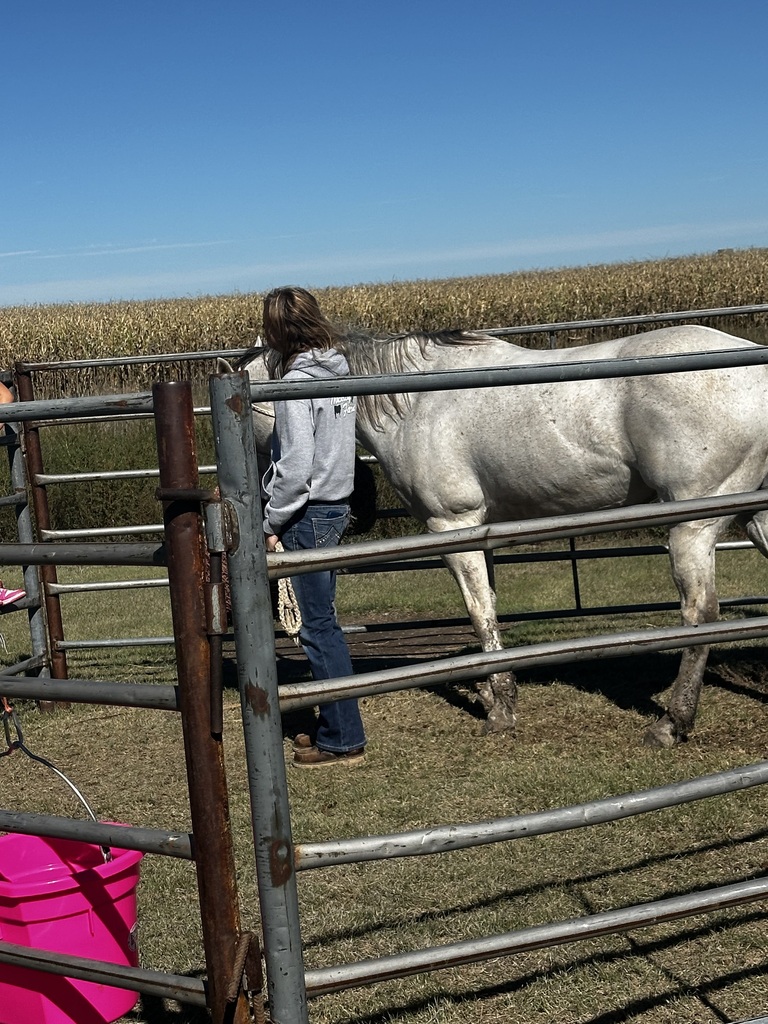 A picture of a horse.
