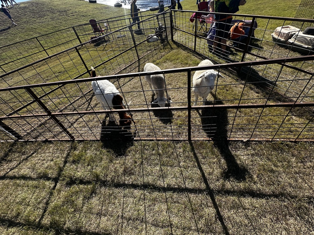 A picture of goats.