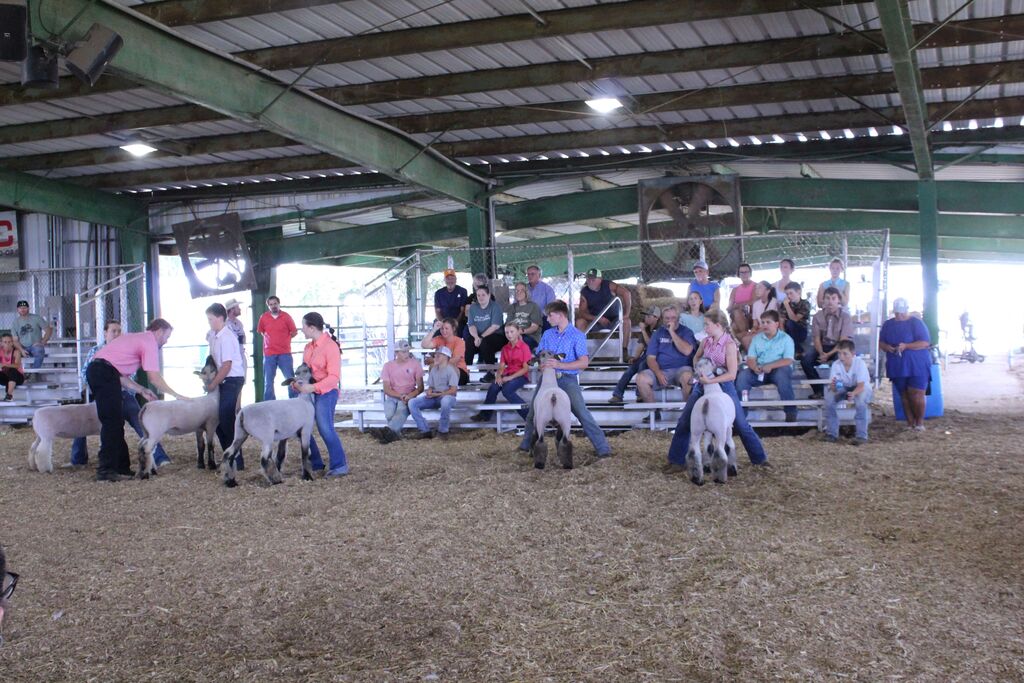 everal youth handlers guide sheep in a livestock show ring inside a covered pavilion while spectators watch from bleachers in the background.