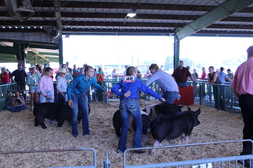Youth livestock exhibitors guide pigs through a show ring inside a covered pavilion. Several exhibitors are shown handling pigs, including one wearing exhibitor number 46, while spectators watch from behind the railings.