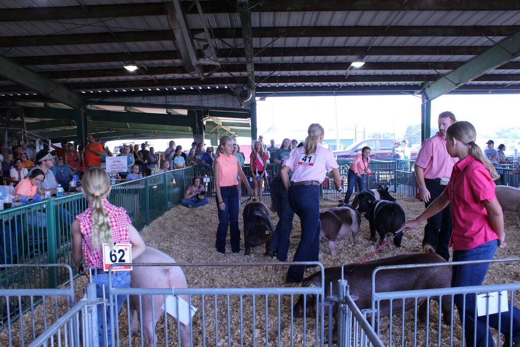Youth livestock exhibitors guide pigs through a show ring inside a covered pavilion while spectators watch from the bleachers. Several pigs are visible, and exhibitors wear numbered tags, including 41 and 62.