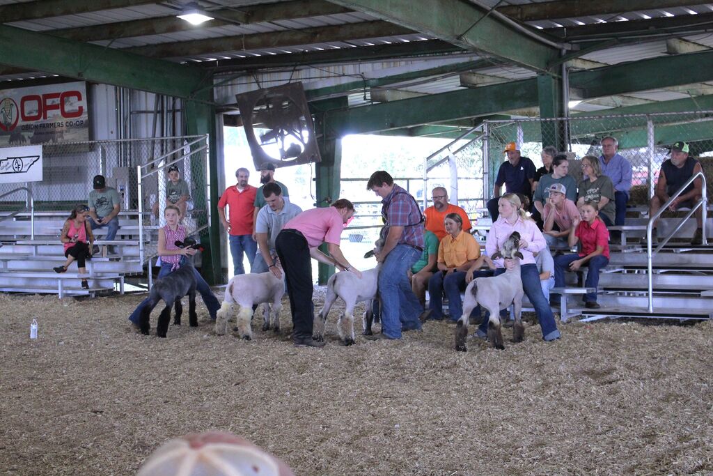 everal youth handlers guide sheep in a livestock show ring inside a covered pavilion while spectators watch from bleachers in the background.