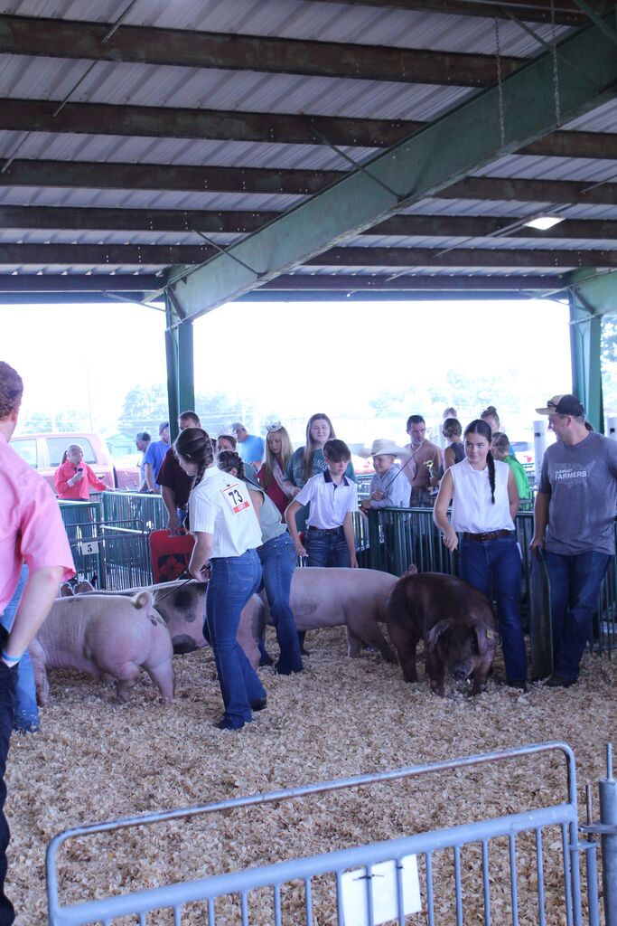 Youth livestock exhibitors guide several pigs through a show ring inside a covered pavilion, with spectators and other exhibitors watching from behind the railings. A girl wearing exhibitor number 73 stands near the pigs, while a young boy in a cowboy hat and other participants observe.