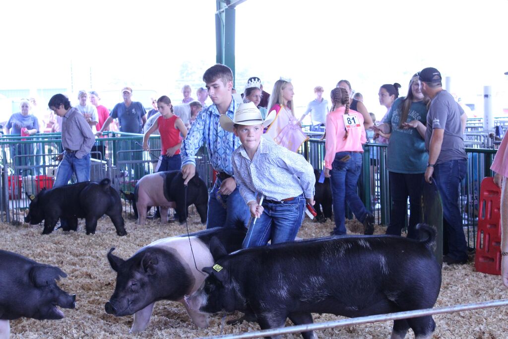Alt text: Two young livestock exhibitors guide pigs in a show ring, with other youth exhibitors, pigs, and spectators visible in the background. One child wears a white cowboy hat and patterned shirt, while another wears a blue patterned shirt.