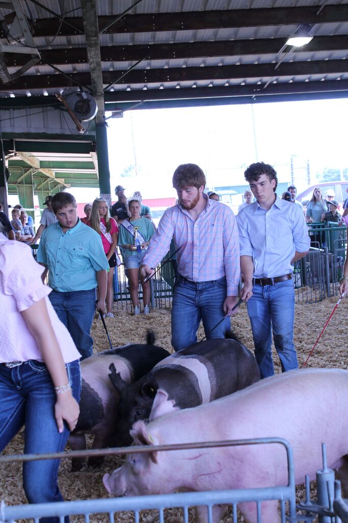 Youth livestock exhibitors guide several pigs in a show ring while spectators watch from behind the railings. Two older exhibitors stand alongside the younger participants, and a youth exhibitor in the background holds a trophy.