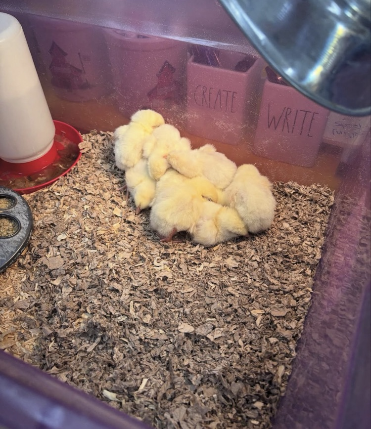 Chicks
