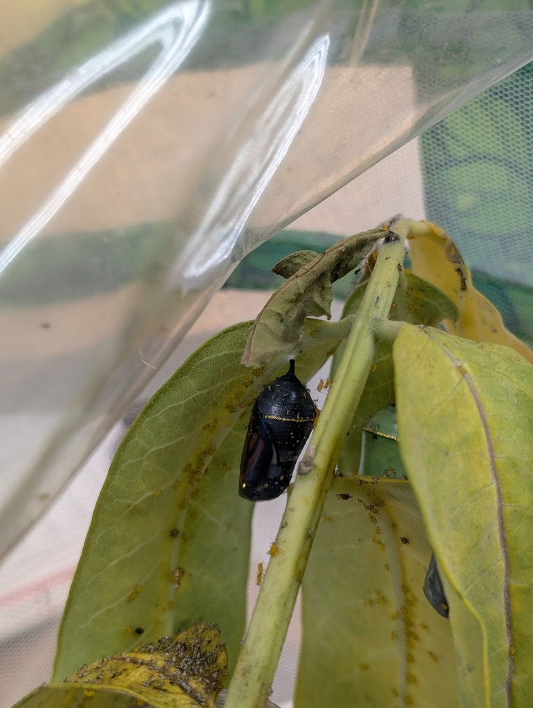 Chrysalis