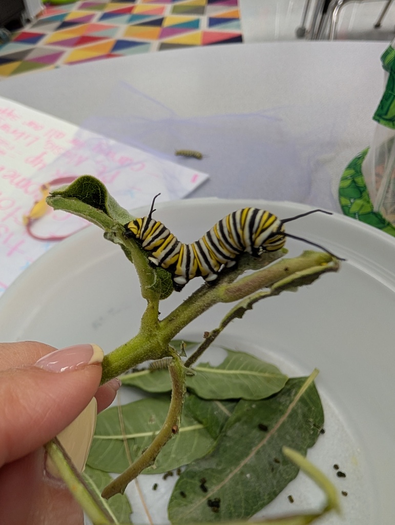 Caterpillar