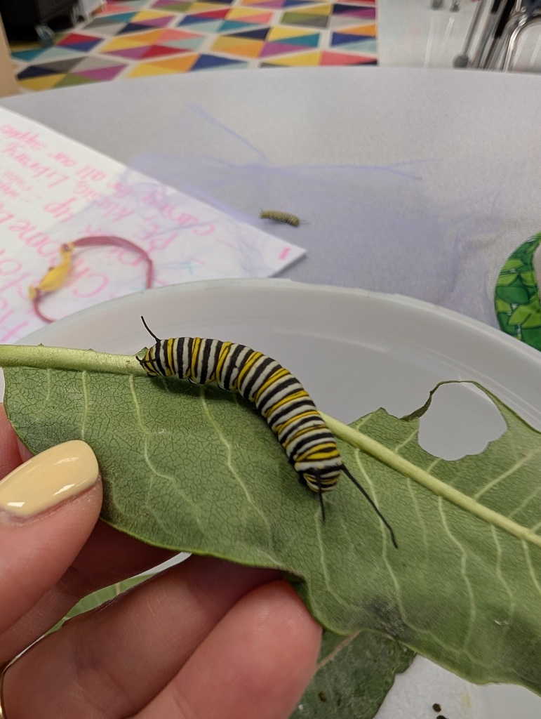 Caterpillar