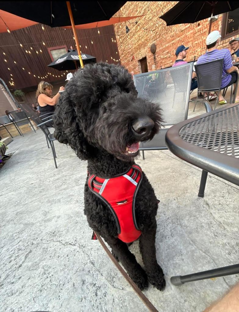 Gibbs at cafe