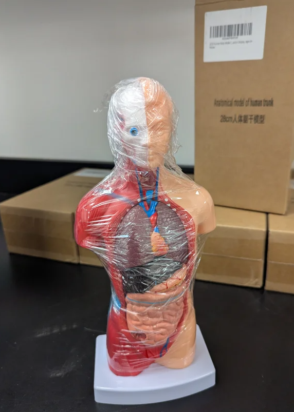 human torso model