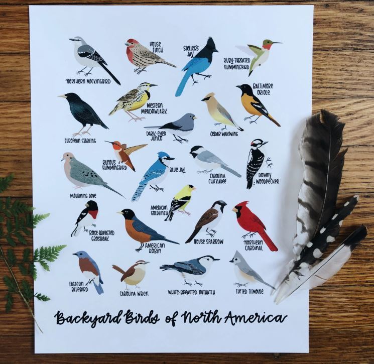 Idea: Backyard Birds 3