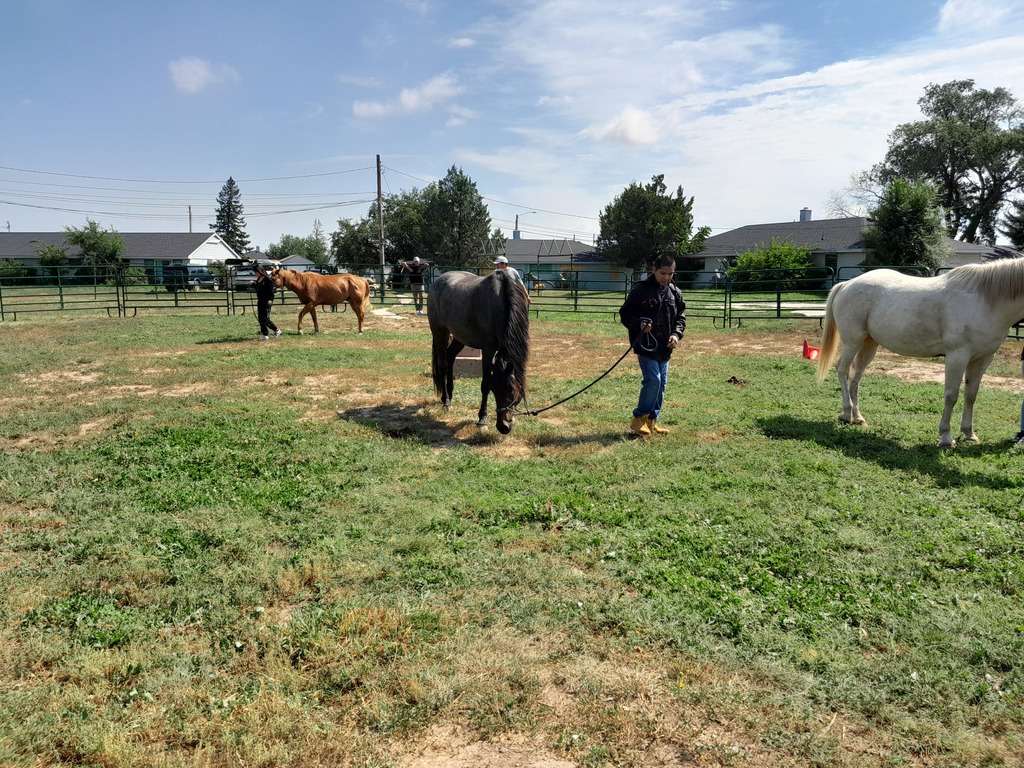 Horse Camp