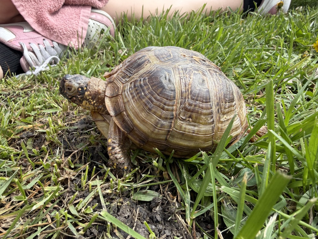 Pet Turtle